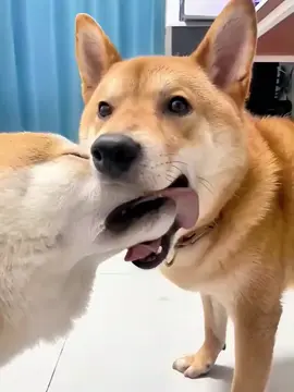 🤣Funny Animals 2025🤣Funny Cats and Dogs video🐱🐶 part-37 #funnyanimalvideos #funnyvideos #funnyanimals #funnydogs #funnycats 