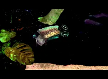 Warna ni memang terang gila！！ #channamalaysia #channaindonesia #channaauranti #channacobra #fishkeeper 