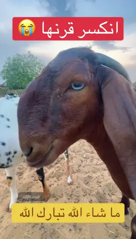 جفار 