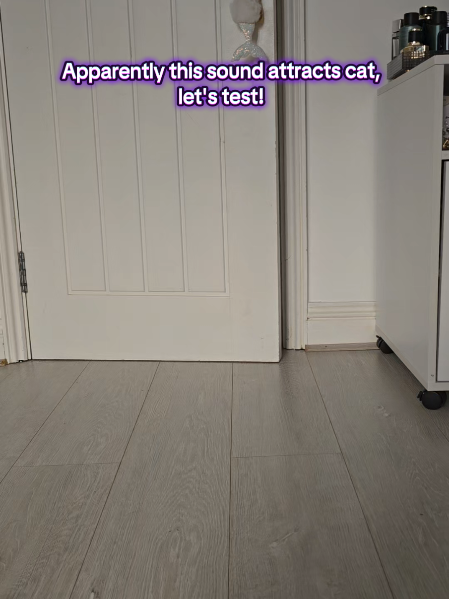 I didn't think it would work on Mysti, since he sometimes ignores me when I call him #catsounds #catlanguage #callingcats #attractingcats #funnycats cats 