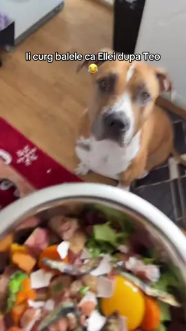 😆😆 #sushi #sushithexl #xlbully #americanbully #dogsoftiktok 