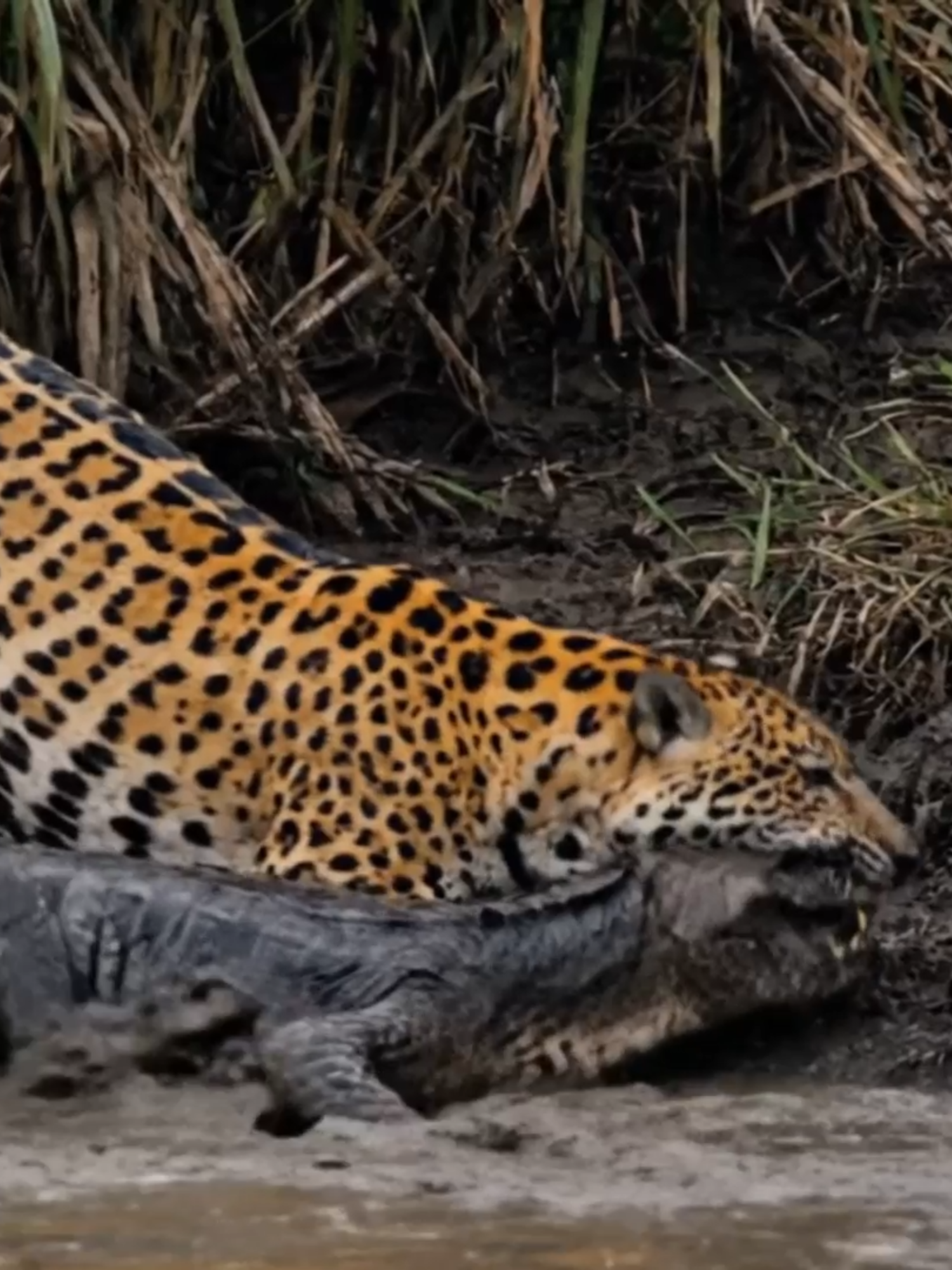 🐆💥 Onça pula em Jacaré no Pantanal — um salto certeiro direto na garganta do jacaré, Natureza bruta e impressionante! 🌿🌊 #onçapintada #pantanal #jacaré #natureza #animal #wildlife #predador #ataque #viral #foryou #fy #brasil #animais