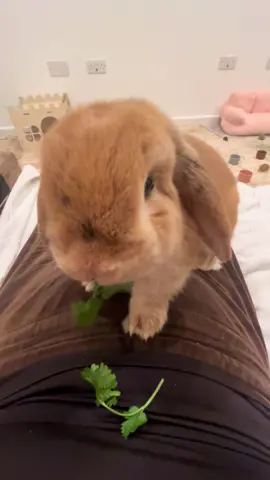 Just Peanut enjoying his favourite snack  #housebunny #housebunnylife #minilop #bunniesoftiktok #BUN #rabbitsoftiktok #peanut #funnypets 