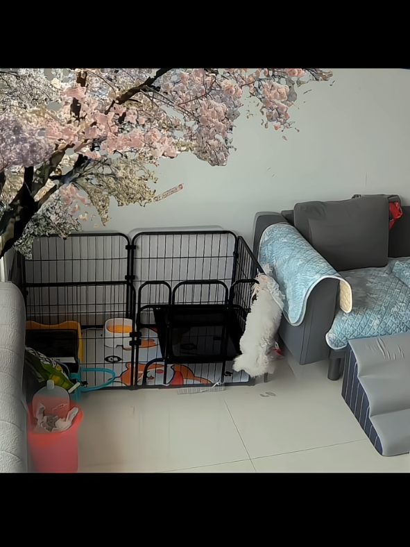 poor dog Security camera captures dog trapped. #animals #dogsoftiktok #fyp #animal #fypシ゚viral 