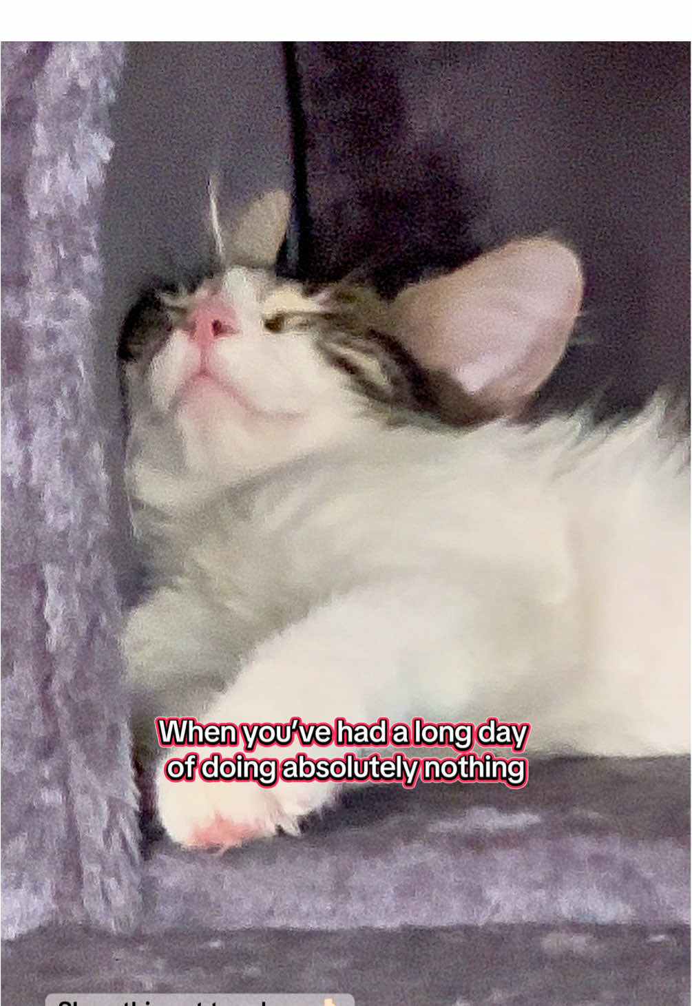 Eevee said: 5 stars ⭐️⭐️⭐️⭐️⭐️ for this cat tree 🐾 Tap to shop! #CatTree #SleepyKitten #FunnyCats #onthisday #CatProducts 