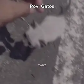 gatos #memestiktok #fyp #gatos 