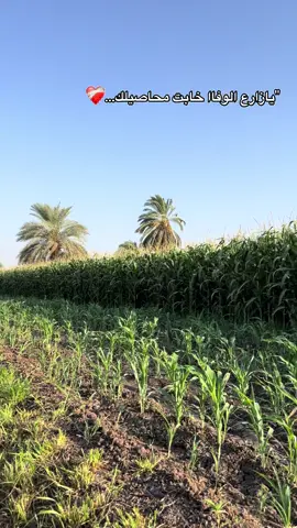 #سوهاج_بلدي_وافتخر_بيها،🌴💯👑  #أبو_ناصر🥷🏻 #أبو_ناصر🥷🏻 