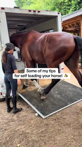 a lil repost for the new friends here 🤍 #horse #horsetok #fypシ゚viral #fyppppppppppppppppppppppp #fyp