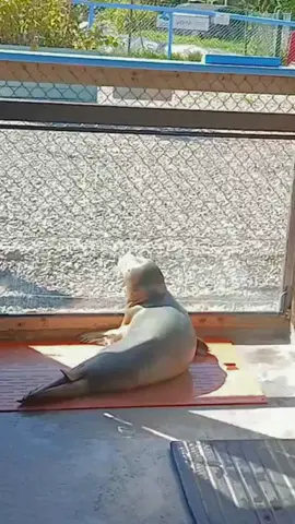 Opal snoozing on a sunbeam ☀️💤 #PreciousGemsAndStones💎#seal #wild #animalrescue
