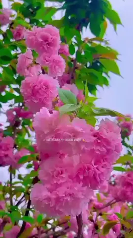 #CapCut #foryoupage_foruyou_tiktok #forpage100000kviews #viralvideo 