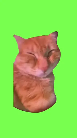 greenscren meme kucing awo #greenscreen #kucing #memekucing 