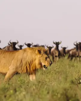 👑🦁