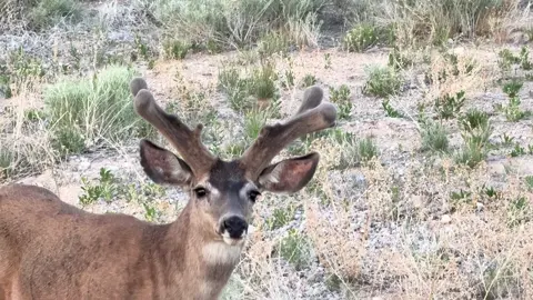 Giant city buck! There aren’t many bucks out there with mass like this guy. #muledeer #fyp #mass #hunting #m 