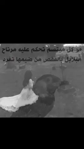 مو كل مبتسم تحكم عليه مرتاح 😅💔 .  .  .  .  .  .  .  #لاتحركيني_بنار_ياحسراتي #مجرد________ذووووووق🎶🎵💞 #قمر_الايطاليه #تصاميم_فيديوهات🎵🎤🎬 #ضاحي_الأهوازي 