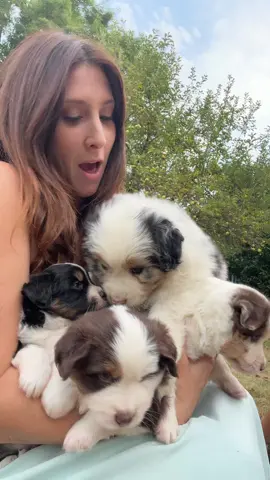 #trend#videoviral #chiot #pourtoii 