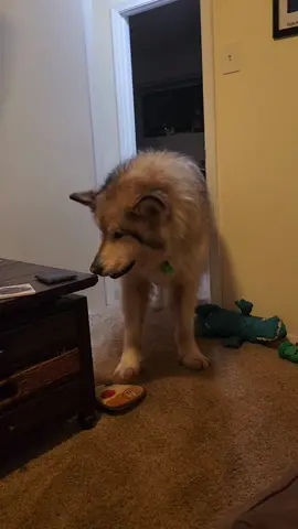 and he woo.  #dog #malamute #woo #fyp