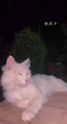 #waree #viral #fouryou #viralvideo #🐈🐱 
