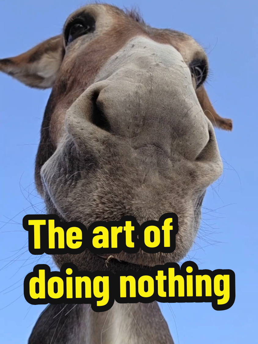 A quiet moment with a donkey, because sometimes, peace is all we need. #fincarai #esel #donkey  #donkeylove #donkeylife 