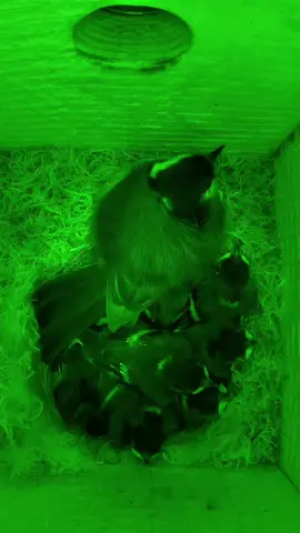 A Great Tit sits in her nest box, her babies chirping softly. A cat’s paw reaches through the hole, grabbing her. The nest goes quiet. 😢 #Wildlife #nesting #nestbox #greattit #catsoftiktok 