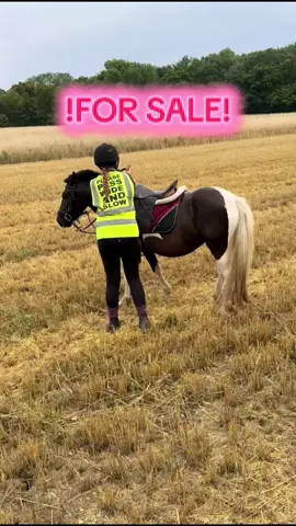 What a cracking pony she really is I love her to much she is adorable and amazing !! Would make a fantastic  pony for someone to bring on !!   Info: based in Essex uk | price 2,500 | age 4 years old | height 13hh #h#horseh#horseforsaleE#Essexhorsesforsaler#ridingponyf#forsale