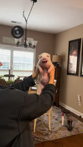 Ruby Pearl as a baby.  She loved being held tight and secure but not so much picking her up without the security.   #funnyanimals #minipig #happylife #fun #Love 