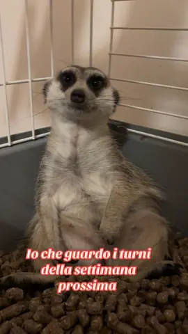 #lavoro #suricato #ritornodalleferie #timon #turni 