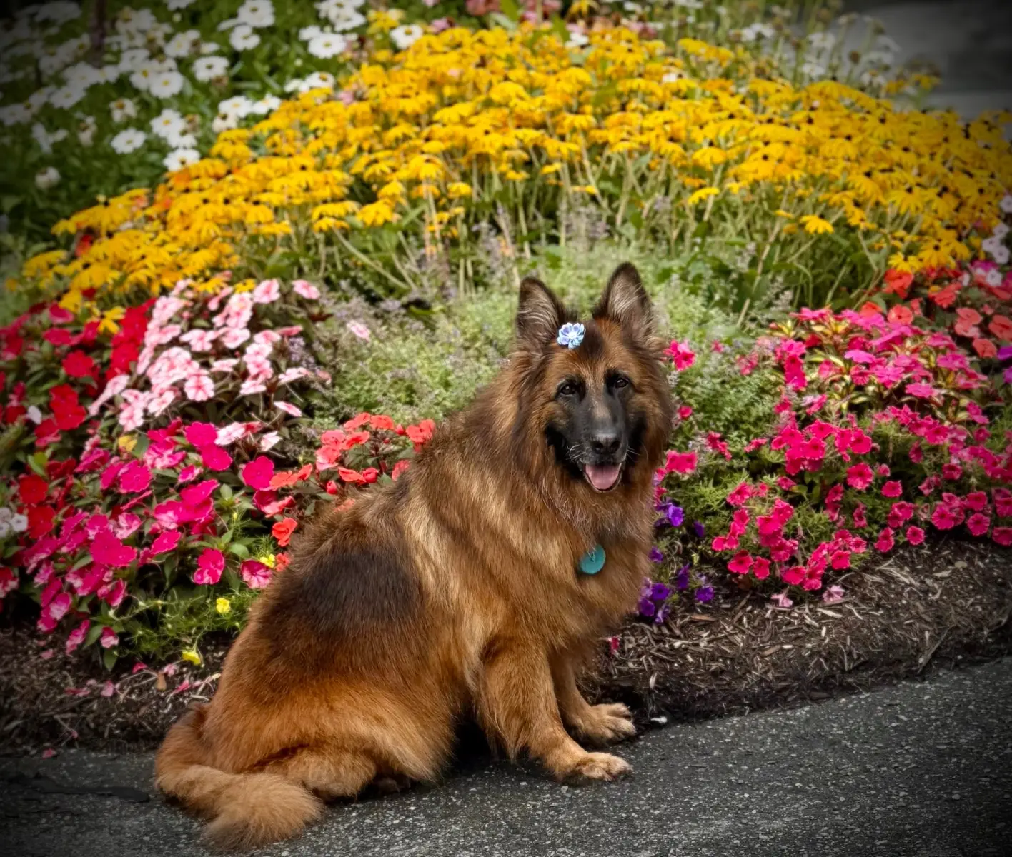 Gia has always looked so good in front of beautiful flowers 🌺 #giatheservicedog #germanshepherd #germanshepherdsoftiktok #vomrichtergermanshepherds 