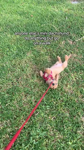 He’s so funny #dachshundsoftiktok #minidachshund #funnypuppy #creatorsearchinsights #longhairedminidachshund 