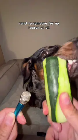 ANYONE WANT A BITE? 🥒🤣 .⁣ .⁣ . #kingofcronch #minidachshund #funnydogs #asmr #asmreating 