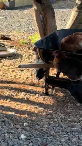 Ya’ll comfy? 🐓#chickensoftiktok #chickenmom #countrylife #fyp #seo 