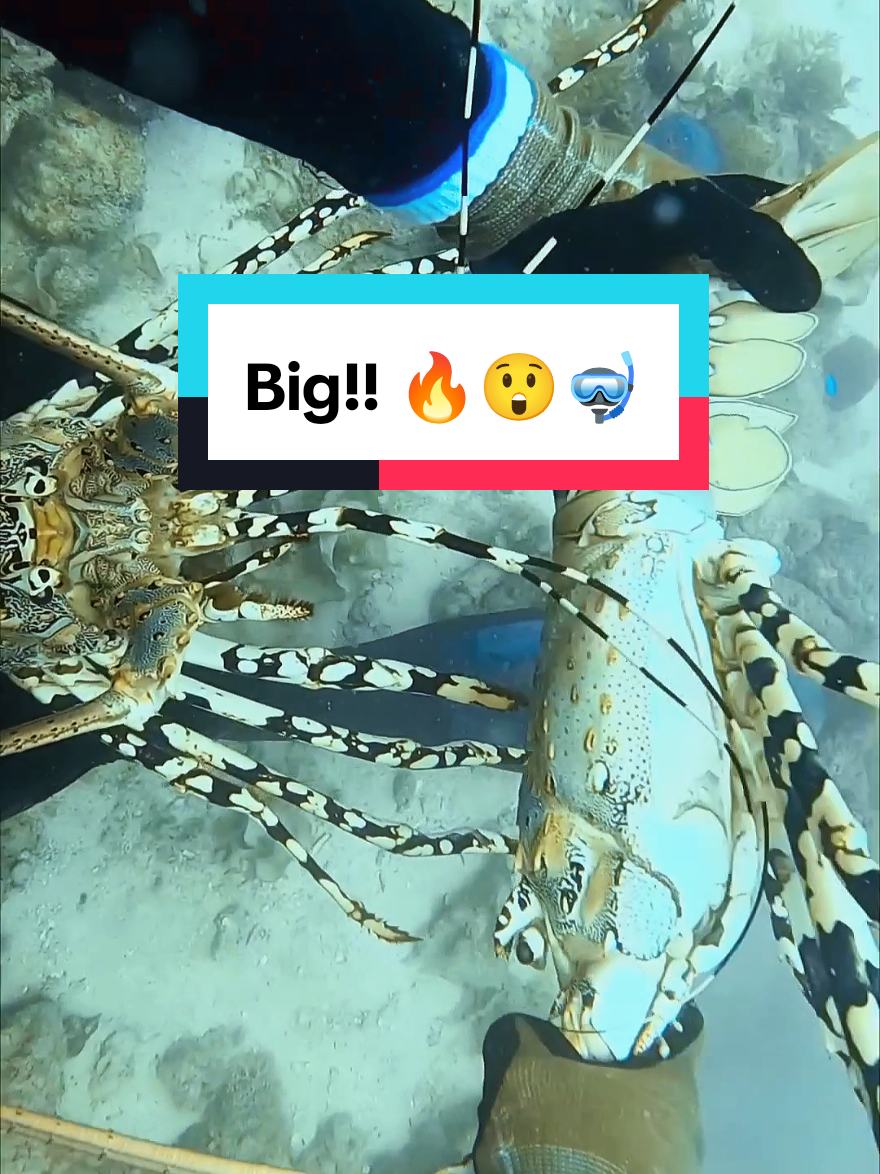 Fishing big Lobster  #lobsterfishing #lobster #fishing #spearfishing 