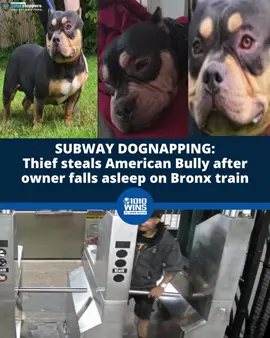 🚨🐶 A thief stole a dog from a man who fell asleep on a Bronx subway train this week, the NYPD said Wednesday as they released photos of the suspect and the missing pup. The dog’s 45-year-old owner was riding a northbound D train through the Norwood section at the time of the dognapping around 6 a.m. Sunday, according to police. 📸 NYPD 🔗 Click on link in bio to read more 🔊 Tune into 1010 WINS at 92.3 FM for more local news #nyc #nycnews #thebronx #dogs #dognaping #subway #subwaycrime #nypd #nyccrime