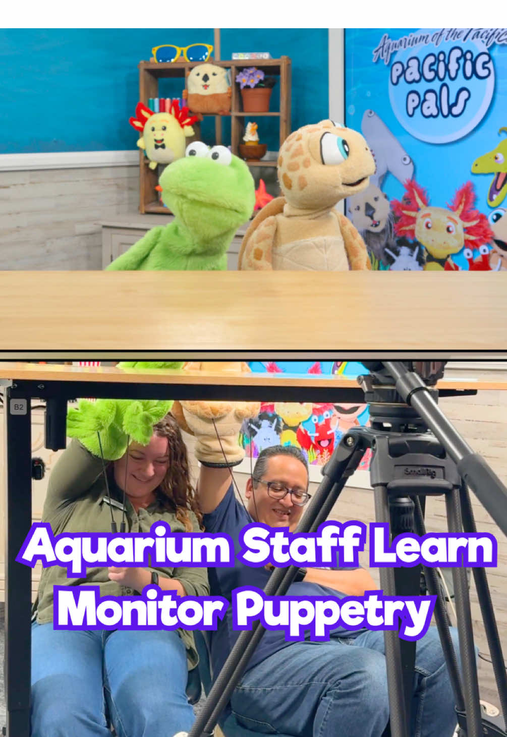 When @Aquarium of the Pacific 🦭 staff from all departments joined the Pacific Pals performers for a monitor puppetry workshop, pure magic happened. See, it's not just our animals that get enrichment activities 😉 #puppetry 