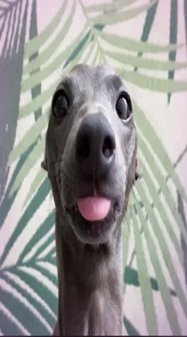 👅#greyhound 
