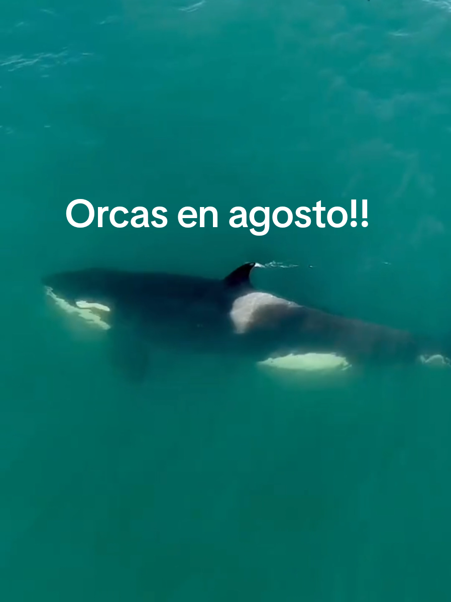 🐬 Las orcas tienen una dieta muy variada que supera las 80 especies diferentes de animales,  entre ellos delfines, pingüinos, ballenas, tiburones,  lobos y elefantes marinos. 🐈 Así como el yaguareté es el mayor predador de la selva,  la orca lo es en el mar. 🌊 Hay momentos del año y lugares determinados donde hay más probabilidades de observarlas, pero como animales libres que son, pueden aparecer en el momento menos esperado. 📹 Videos de Orcas @Maxi Jonas 