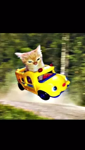 Cat car #memestiktok #foryoupagе #viral #funnytiktok #cat 