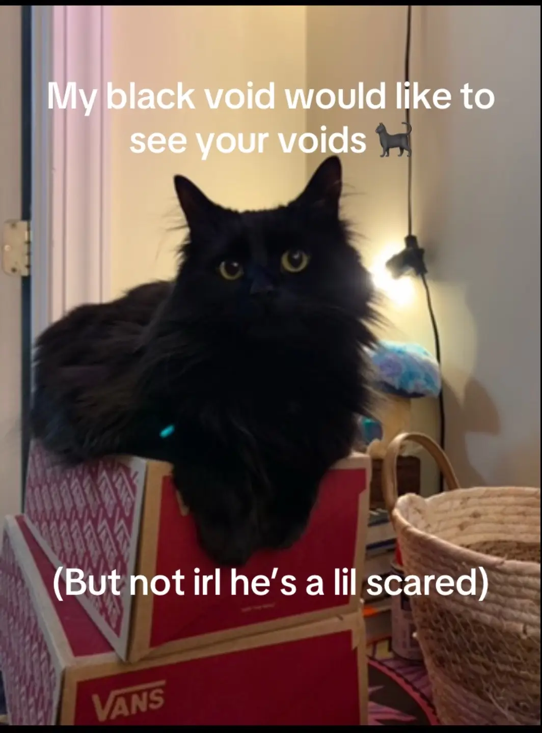 He’s so cute until he sees other cats 😅❤️ #blackcat #fyp #catsoftiktok #cat #foryou 