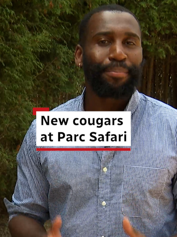 2 cougar cubs found a home in Quebec. Now, they each need a name. #animals #cougars #quebec #poacher #poachers #poaching #endangered #canada  CORRECTION: A previous version of this story said the mother cougar had been killed by poachers. We have updated the story because a clarification from the Alberta Ministry of Public Safety and Emergency Services has stated that she was killed by hunters legally.