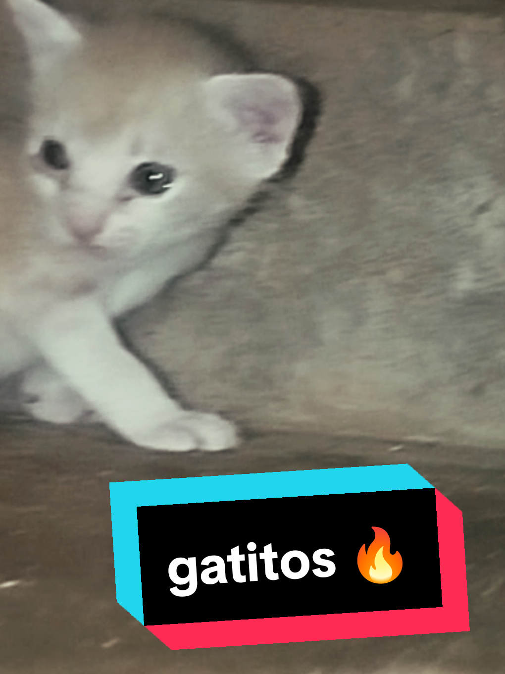 están bonitos ¿que dicen?#gatitos #parati #bebe #fyp #machoalfa 