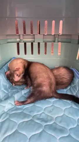 Benji & Clyde ❤️   #ferret #ferretsoftiktok #ferretsareawesome #p #pets 