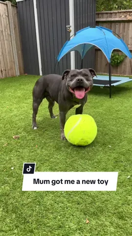 If it passes the Staffy test, it’s a winner🏅 #fyp #bluestaffy #staffordshirebullterrier #dog #staffypuppy 