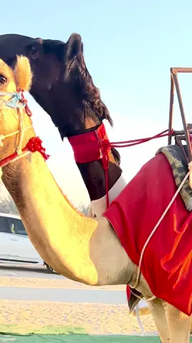 صايمـة القاشوطي#مهرجان_الظفره #مجاهيم #القاشوطي 