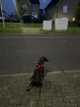 Night time walks are getting darker  Summer is fading 🤍 #summerend #nightwalks #dogsoftiktok #dog #kidathehalfsausage 
