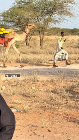 Wiil Hoog #foryoupage #vedioviral #2025 #shuukegurey #wardheer #somalia 