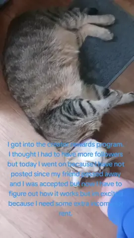 Can anyone donate anything to this sweet little girl who lost her mother? I donated a little I wish I had more but I'm behind on my bills and noone else has yet. https://gofund.me/3e28c001. I understand if noone can and I posted a video once with it but didn't get much traction everyone wants to see my kitty's. It is on her grandmother's Facebook page under Christine Kelley if anyone wants to check it out. I have to get back to work though my computer crashed so had to let it cool down. I am excited they let me in the program already.    #hungrycats #lovemycats