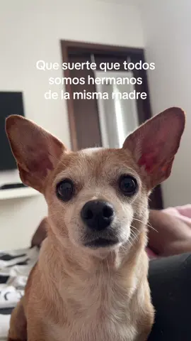 Ver hasta el final 😂 #humor #fyp #parati #pets 