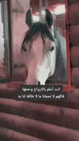 #امين_يارب🤲🏻🥀🕊️ 
