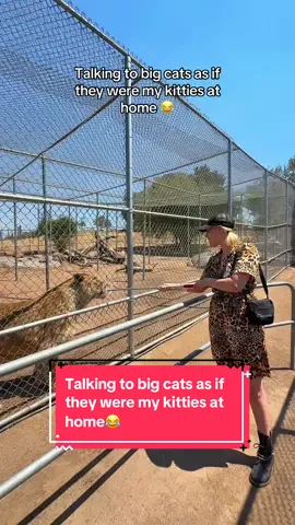 I don’t see the difference lol she just a bigger baby 🥰🥰 #lionstigersandbears #alpine #funthingstodoinsandiego #bigkitty #friendshaped #lions 
