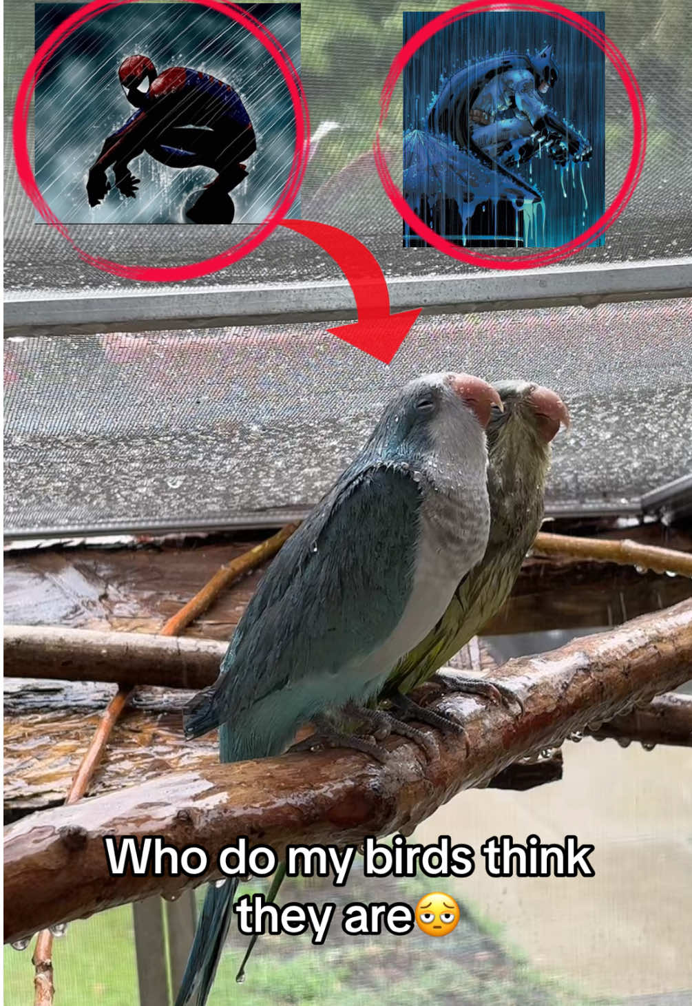 They actin like superheroes or smth 🥹#whodoyouthinkyouare #bird #batman #spiderman 