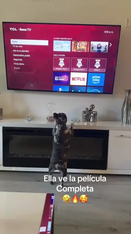 #frenchbulldog 💚❤️